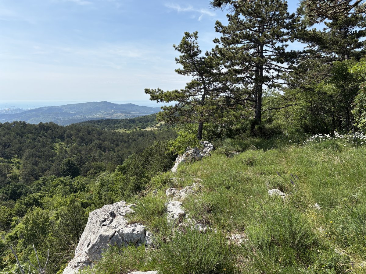 View from atop the Last Karst Cliff in Slovenia across the very Green coastal Hinterland to Koper by the sea..