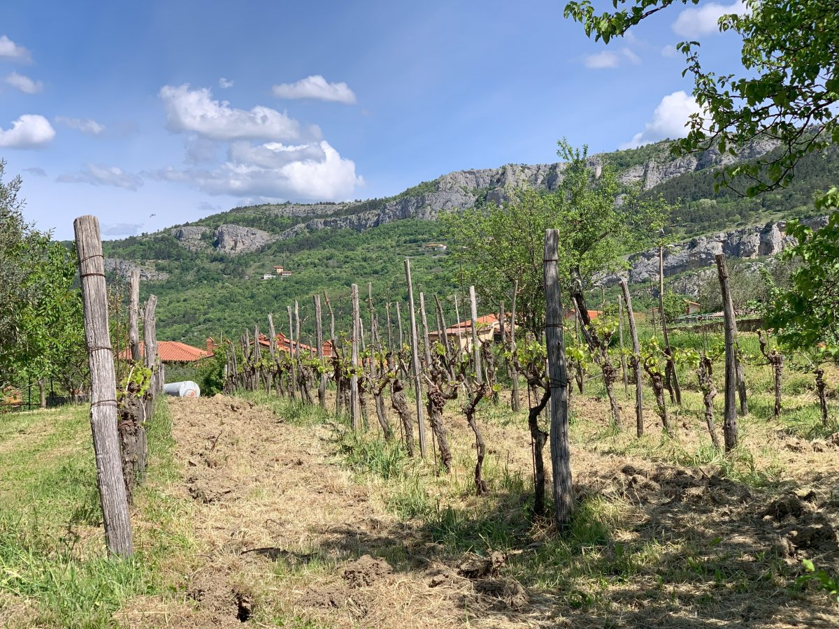 Green Slovenia has 7 wine regions producing lots of unique wines that you can ONLY find here..