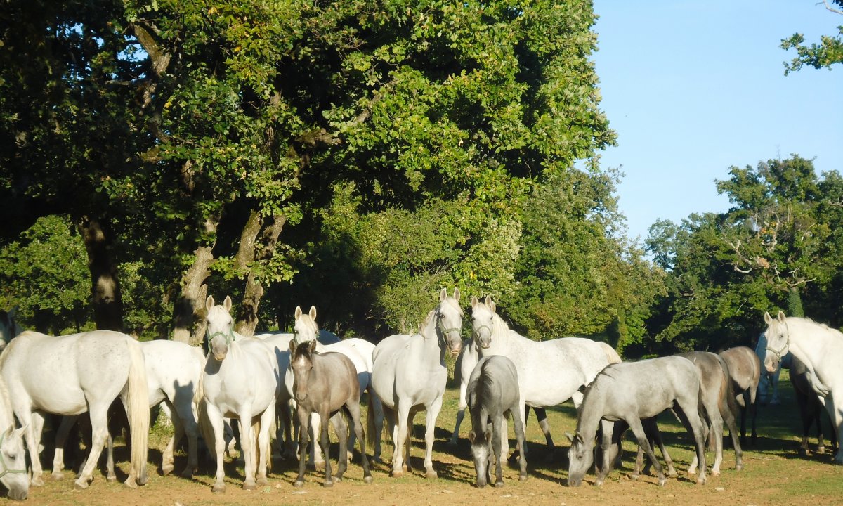 Lipica, the world wide home of the Lipizzaner Horse breed is 20 mins down the road from the Lodge..