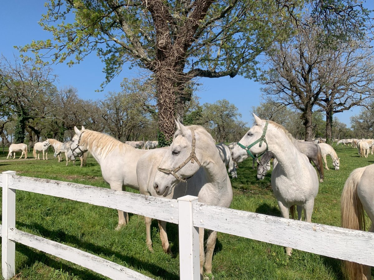 There is nothing like seeing dozens of Lipizzaners grazing in the vast park they were created in hundreds of years ago..